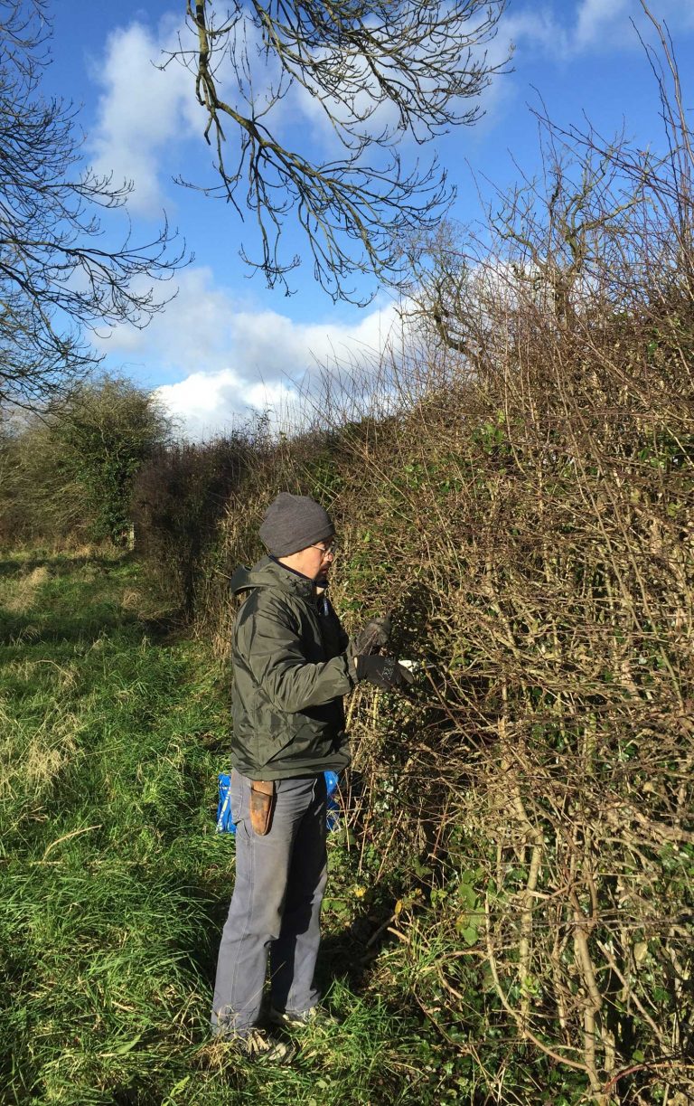 Kazuhito Takadoi harvesting hawthorn twigs