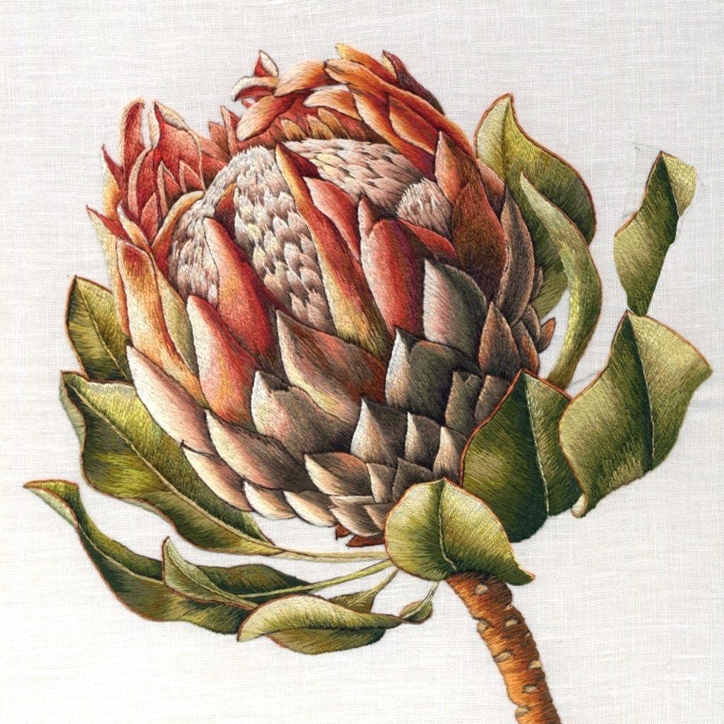 Protea by Trish Burr